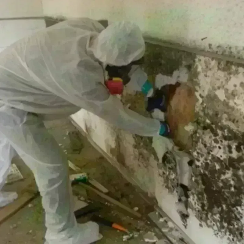 Mold Remediation and Removal in Black Forest, CO